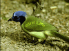 bird_life.gif (229417 bytes)